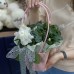 ЯГоршечное растение Азалия
